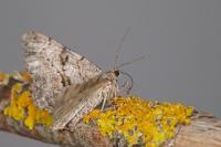 Peribatodes rhomboidaria rhomboidaria