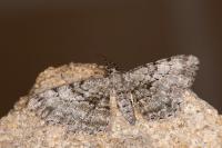 Peribatodes rhomboidaria rhomboidaria