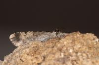 Peribatodes rhomboidaria rhomboidaria
