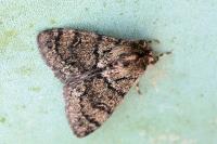 Ocneria atlantica