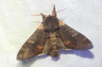 Notodonta dromedarius