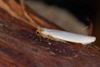 Eilema caniola