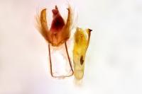 Eilema caniola
