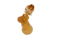 Eilema caniola