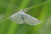 Perizoma albulata