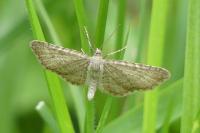 Eupithecia satyrata