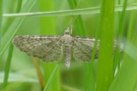 Eupithecia satyrata