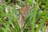 Phytometra viridaria