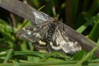 Pyrausta purpuralis