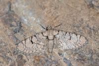 Eupithecia schiefereri