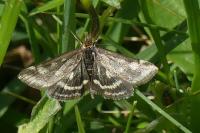 Pyrausta purpuralis