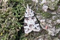 Eudonia delunella