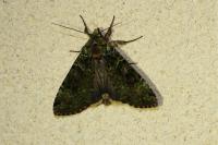 Anaplectoides prasinus