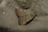 Charanyca trigrammica
