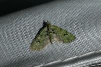 Chloroclystis v-ata