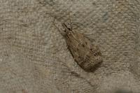 Eudonia pallida