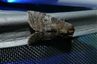 Tethea ocularis