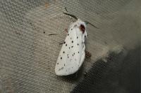 Spilosoma lubricipeda