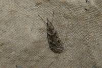 Eudonia angustea