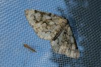 Cleorodes lichenaria