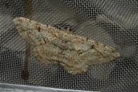 Peribatodes rhomboidaria rhomboidaria
