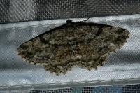 Peribatodes rhomboidaria rhomboidaria