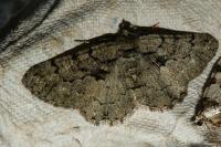 Peribatodes ilicaria ilicaria