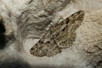 Peribatodes rhomboidaria rhomboidaria
