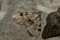 Colostygia pectinataria
