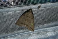 Herminia grisealis
