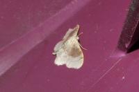 Idaea degeneraria