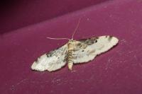 Idaea filicata