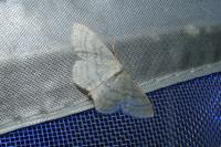 Idaea subsericeata