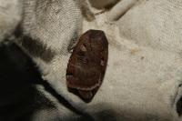 Noctua pronuba