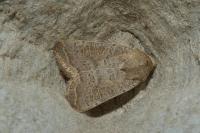 Hoplodrina ambigua