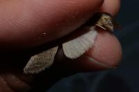 Hoplodrina ambigua