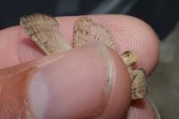 Hoplodrina ambigua