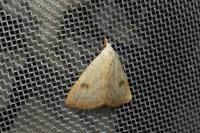 Rivula sericealis