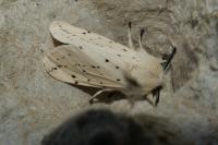 Spilarctia lutea
