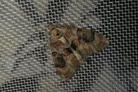 Thera britannica/variata