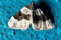 Cosmorhoe ocellata