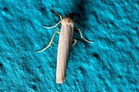 Eilema caniola