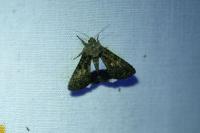 Aedia leucomelas