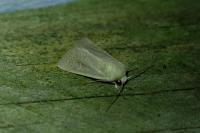 Mythimna sicula