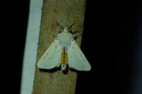 Spilosoma lubricipeda