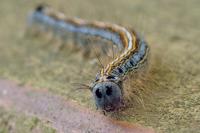 Malacosoma neustria