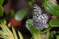 Macaria carbonaria