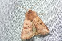 Diarsia rubi