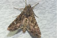 Mamestra brassicae