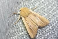 Mythimna litoralis